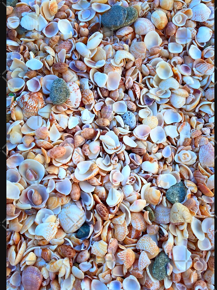 Seashells by Foofighter01 T-Shirts, Hoodie, Sweatshirt | BlankRebels.com (Image 3)