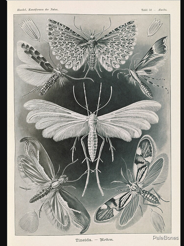 Vintage Moth Poster by PaleBones T-Shirts, Hoodie, Sweatshirt | BlankRebels.com (Image 3)