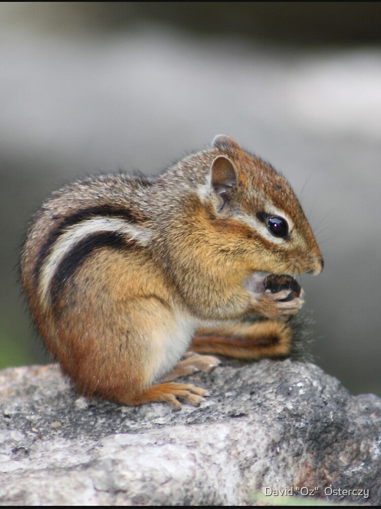 Alvin finds his Nuts! by David "Oz"  Osterczy T-Shirts, Hoodie, Sweatshirt | BlankRebels.com (Image 3)