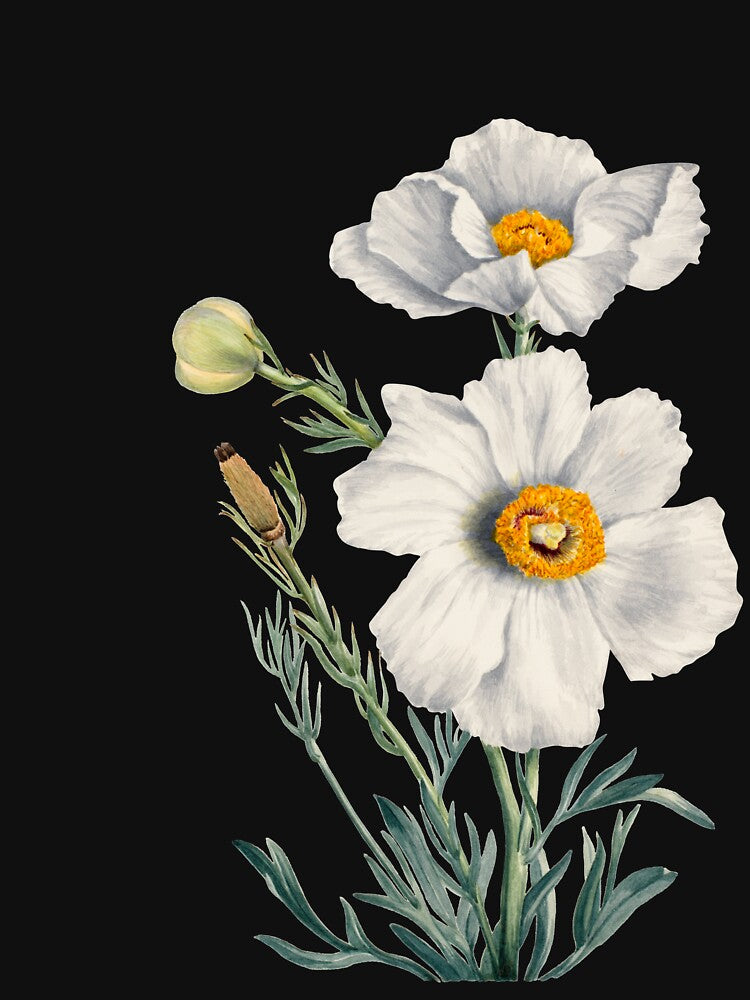 Vintage Matilija Poppy Flower by JoyforU
