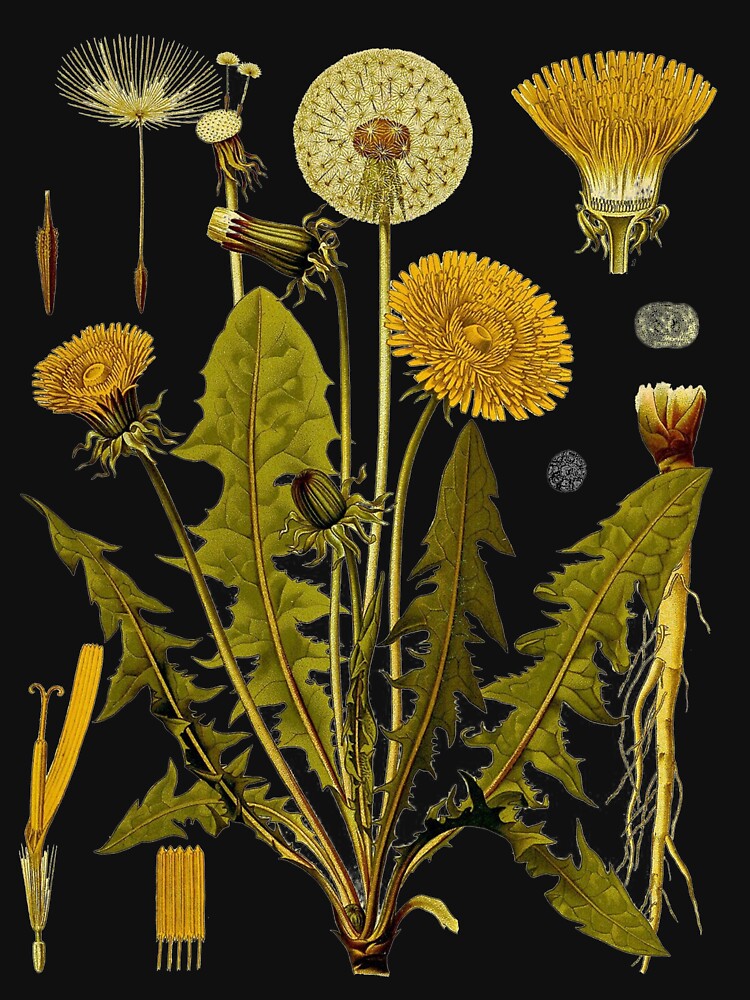 Dandelion Botanical Art by shopHicGos T-Shirts, Hoodie, Sweatshirt | BlankRebels.com (Image 3)