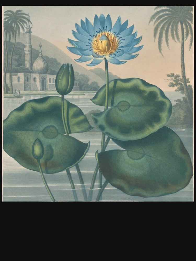 The Blue Egyptian Water-Lily (Image 3)