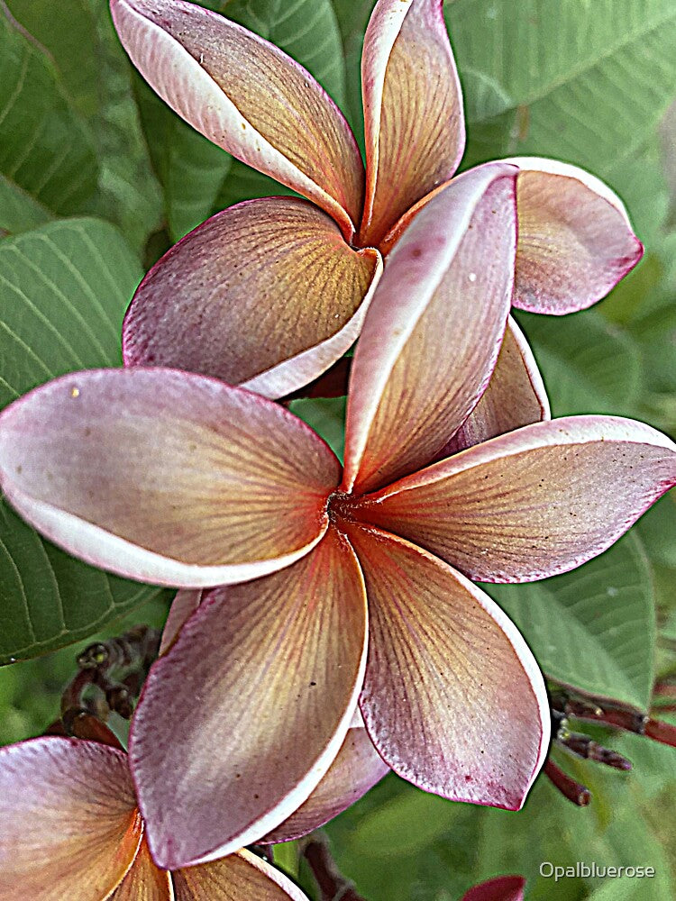 FRANGIPANI FLORAL ART, GEORGE BROWN CULTIVAR by Opalbluerose T-Shirts, Hoodie, Sweatshirt | BlankRebels.com (Image 3)