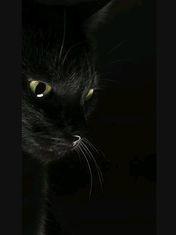 Side Black Cat T-Shirts, Hoodie, Sweatshirt