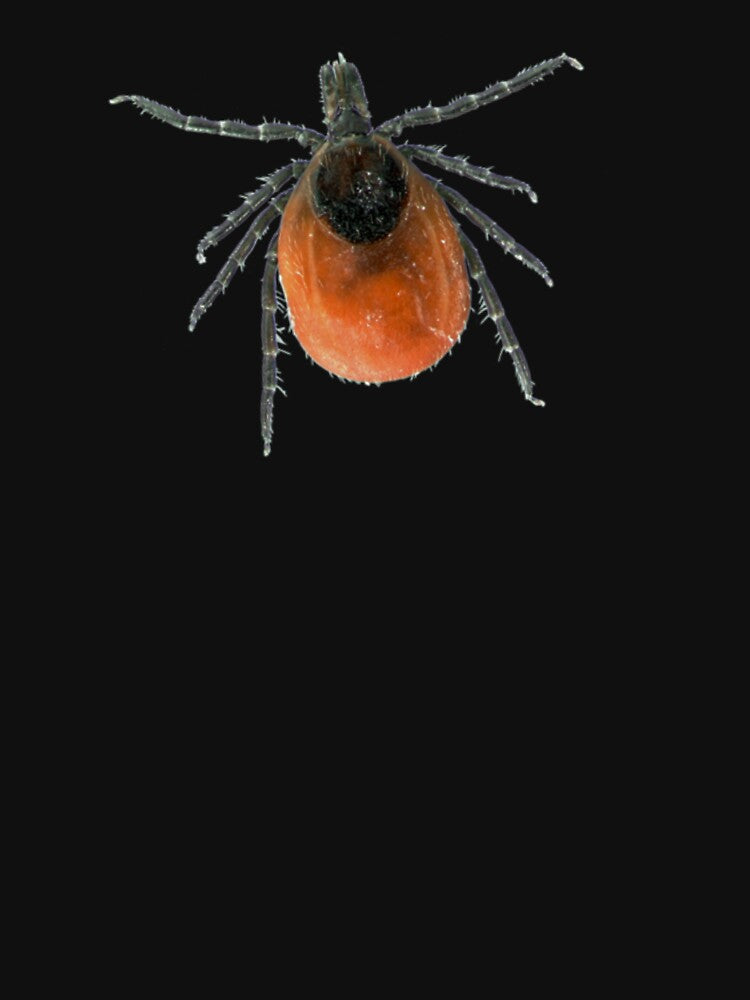 Tick by Insectland
