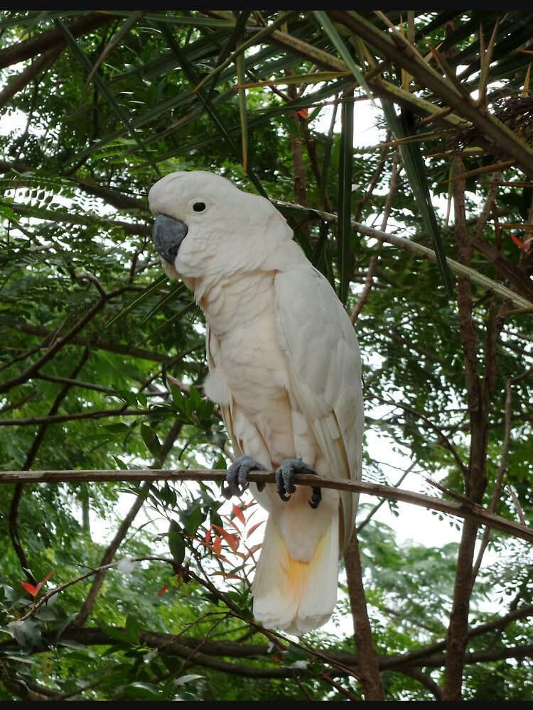White Cockatoo at the nature by ColourfulDae T-Shirts, Hoodie, Sweatshirt | BlankRebels.com (Image 3)