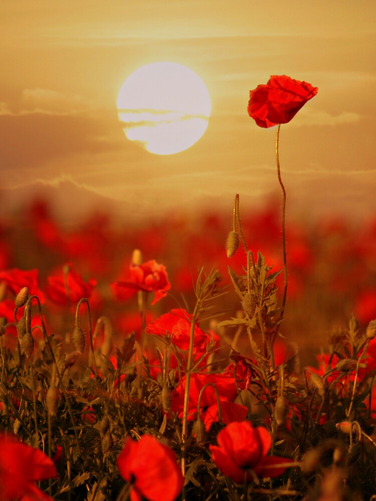AMAZING SUNSET OVER THE ROSES by MJ96-PRO T-Shirts, Hoodie, Sweatshirt | BlankRebels.com (Image 3)