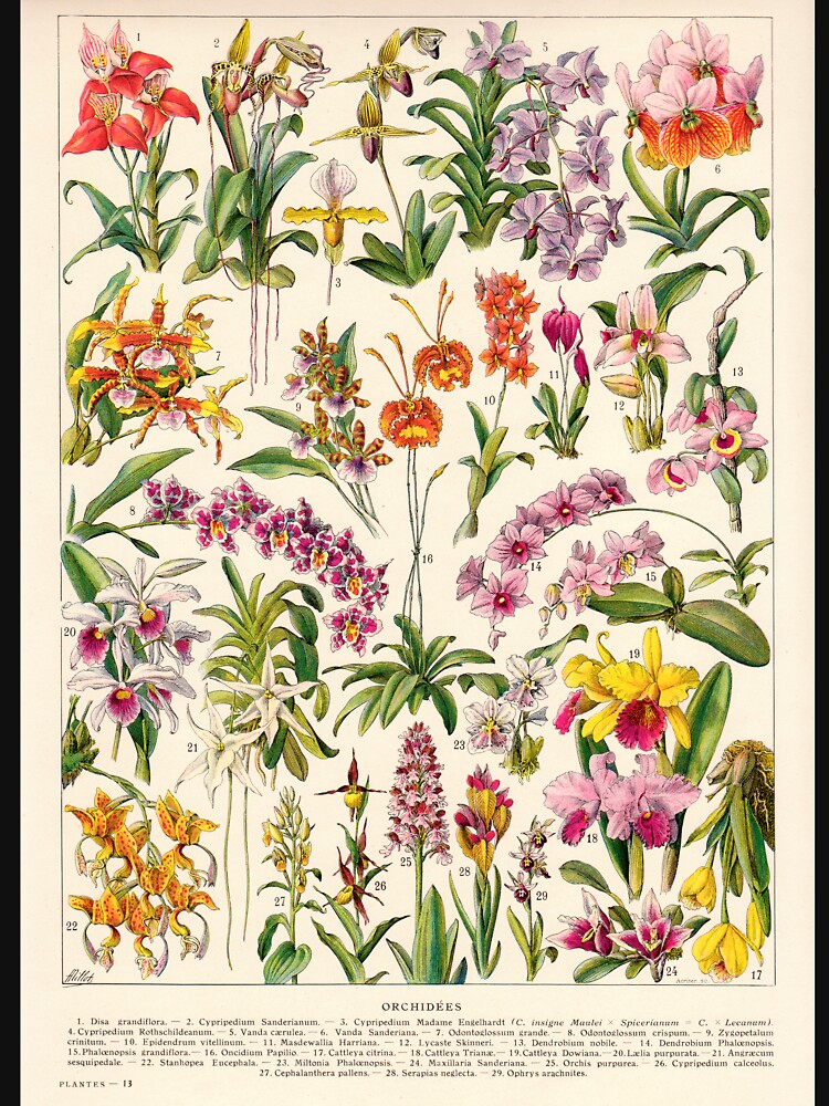 Adolphe Millot - Orchids - French vintage botanical illustration by DejaVuStudio