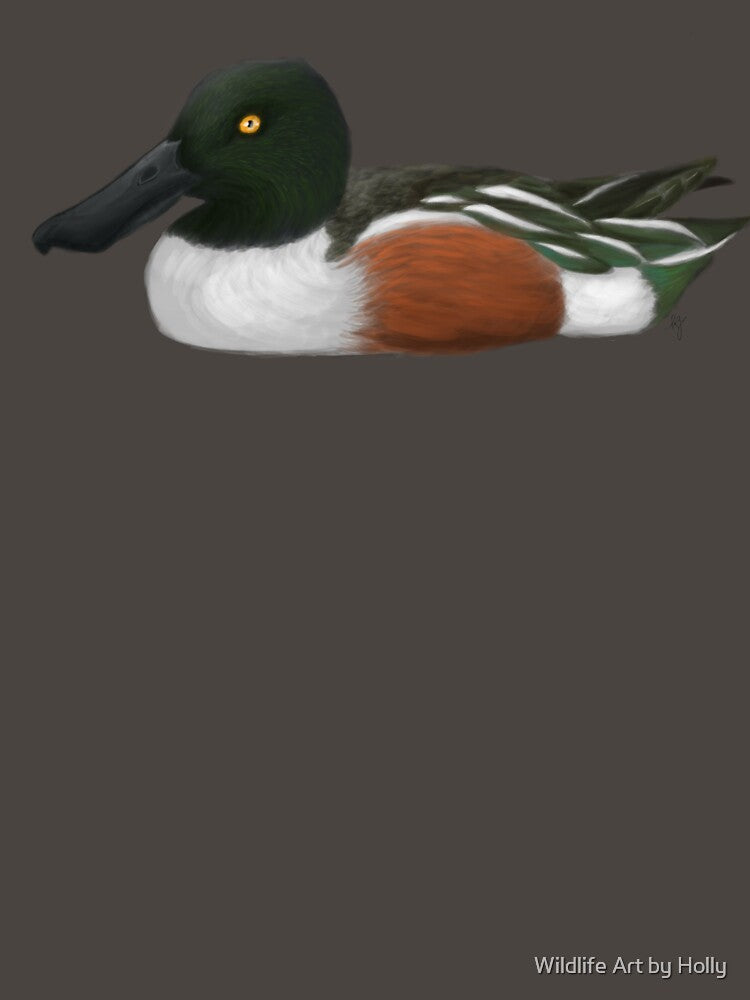 Northern Shoveler by Wildlife Art by Holly