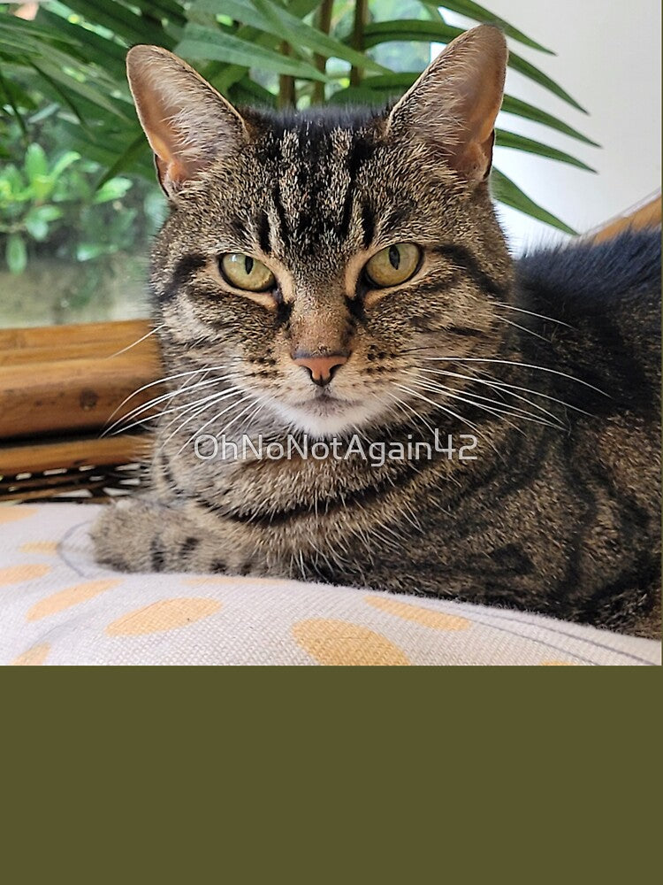 My beautiful cat Rory sitting in the conservatory by OhNoNotAgain42 T-Shirts, Hoodie, Sweatshirt | BlankRebels.com (Image 3)