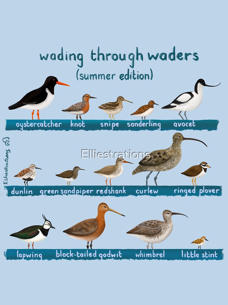Wading through Waders by Elliestrations