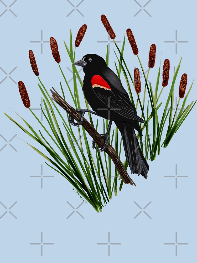 Red-winged Blackbird by Kim Rausch