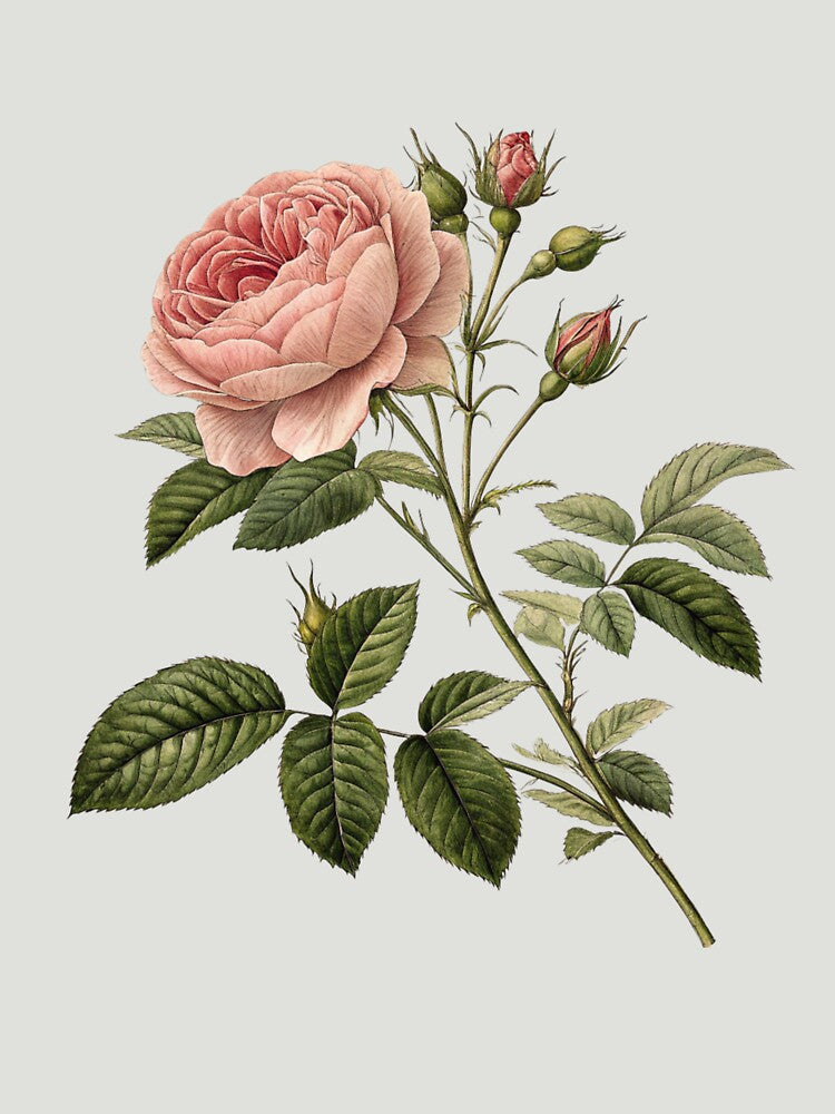 old botanical drawings by Stickers  Designer T-Shirts, Hoodie, Sweatshirt | BlankRebels.com (Image 3)