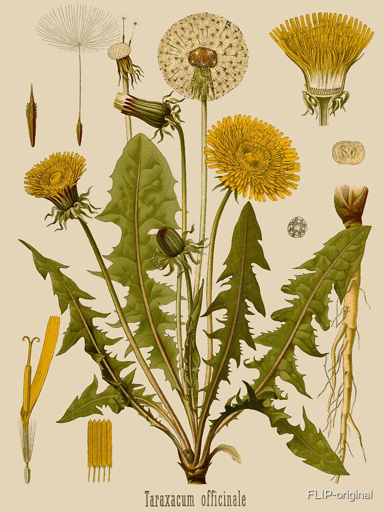 DANDELION Antique botanical illustration by FLIP-original T-Shirts, Hoodie, Sweatshirt | BlankRebels.com (Image 3)