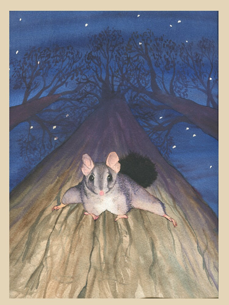 Brush-tailed Phascogale by Paula Peeters