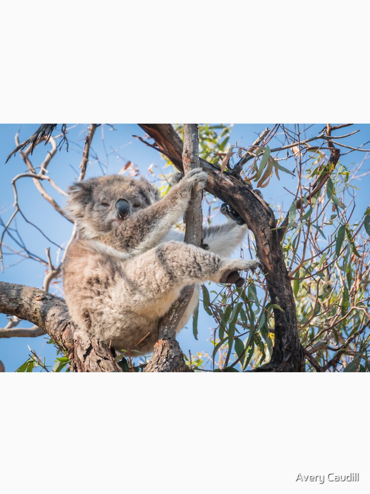 Koala by Avery Caudill T-Shirts, Hoodie, Sweatshirt | BlankRebels.com (Image 2)