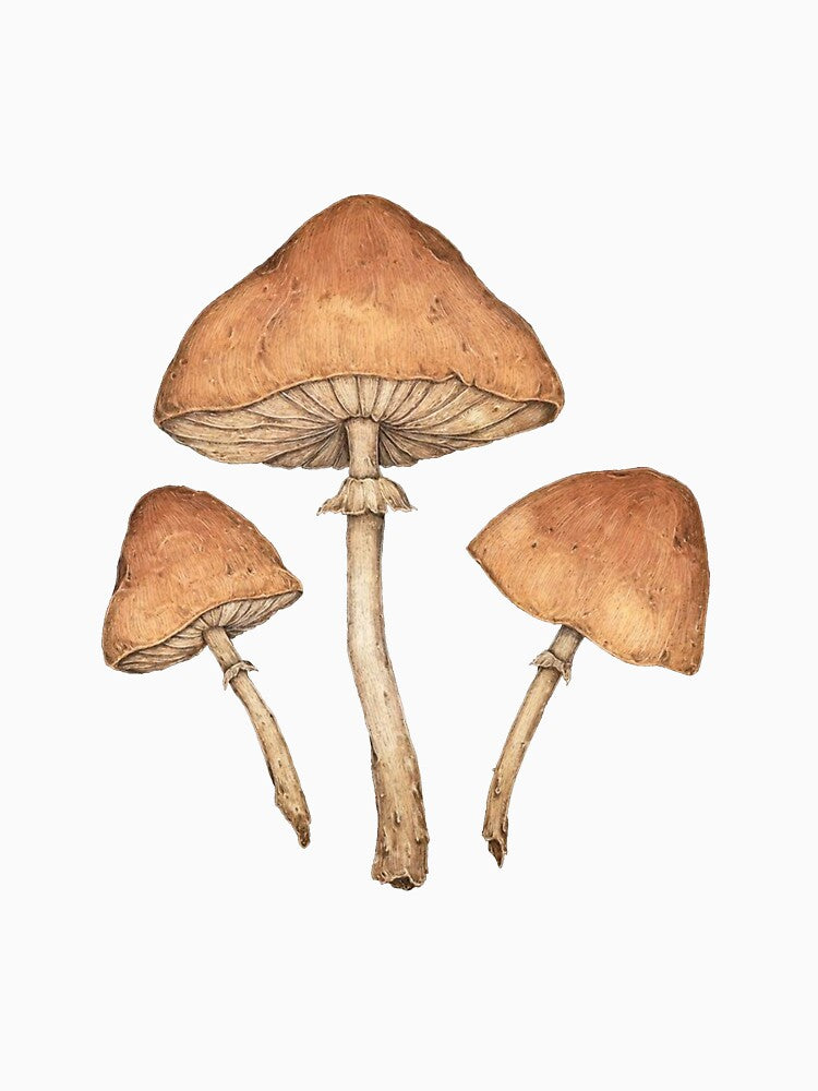 three mushrooms by Atlas 101 T-Shirts, Hoodie, Sweatshirt | BlankRebels.com (Image 3)