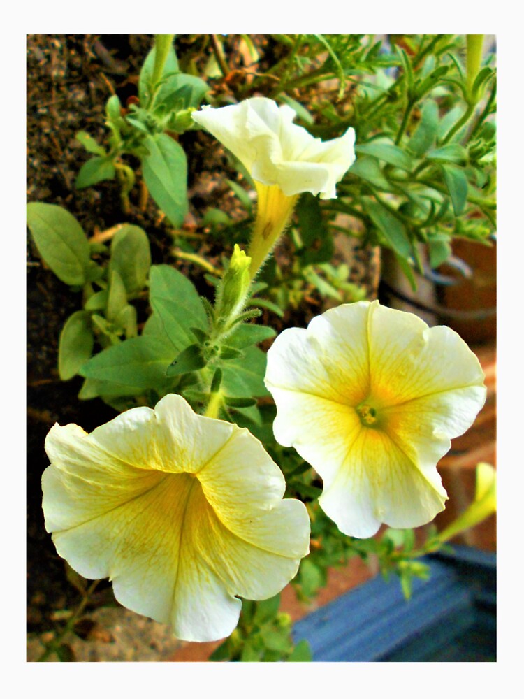 FLOWER POWER by JennyBailey