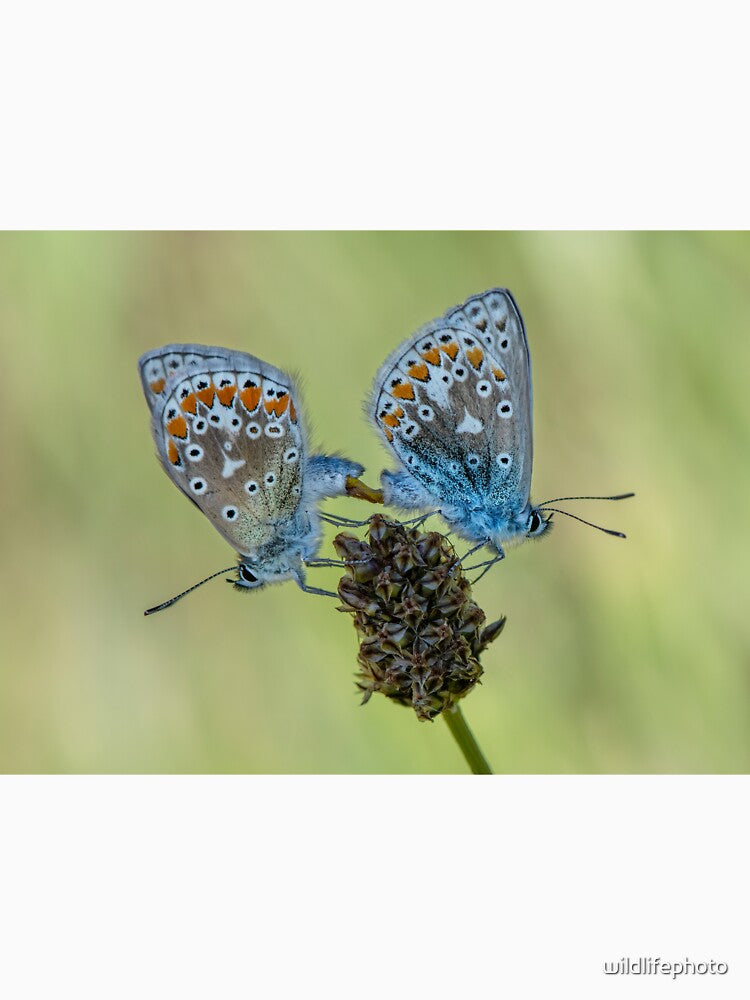 Common Blue butterflies by wildlifephoto T-Shirts, Hoodie, Sweatshirt | BlankRebels.com (Image 3)