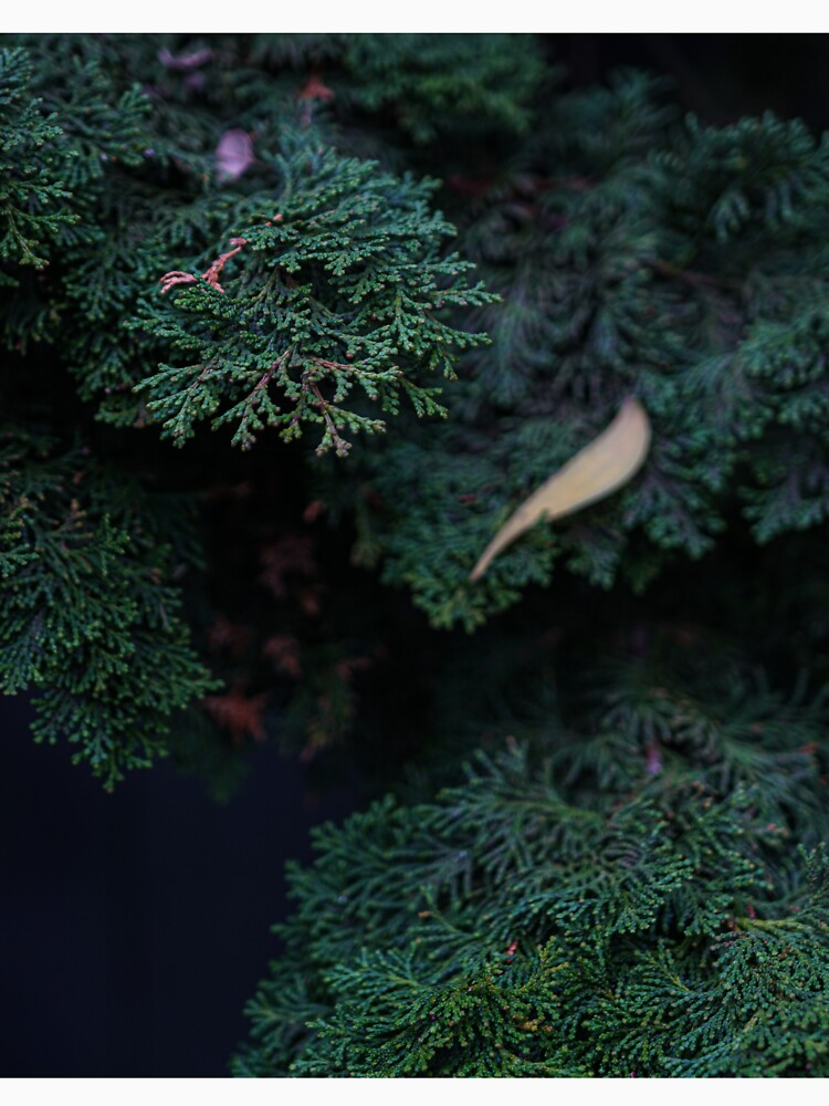 Nature 2 by nikostorment