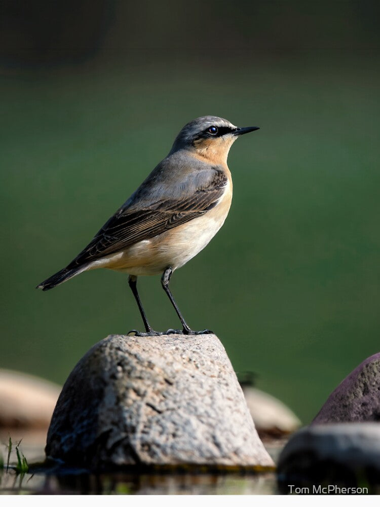 Wheatear by Tom McPherson Photography