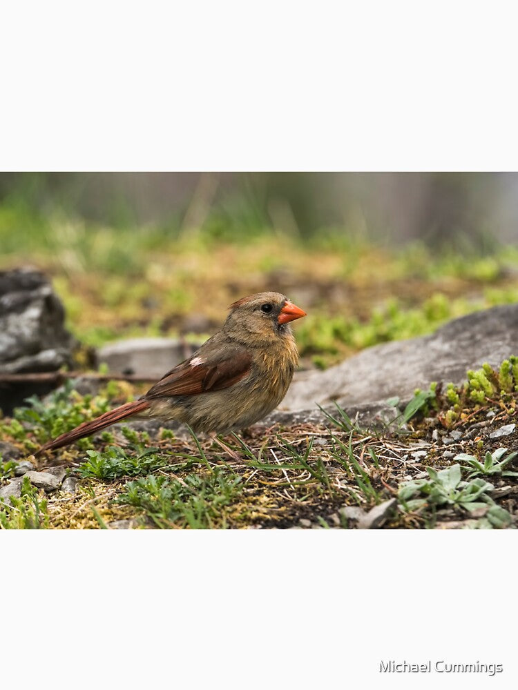 Female Northern Cardinal by Michael Cummings T-Shirts, Hoodie, Sweatshirt | BlankRebels.com (Image 3)