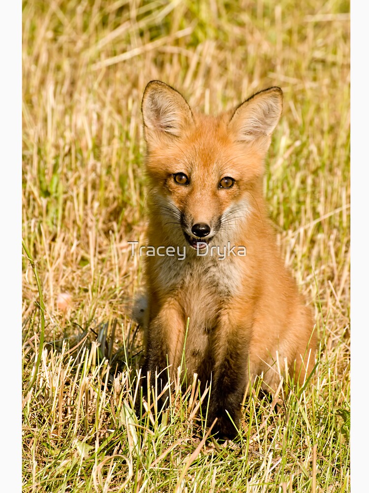 Watcha lookin at!!  Red fox kit - Ottawa, Ontario by Tracey  Dryka T-Shirts, Hoodie, Sweatshirt | BlankRebels.com (Image 3)
