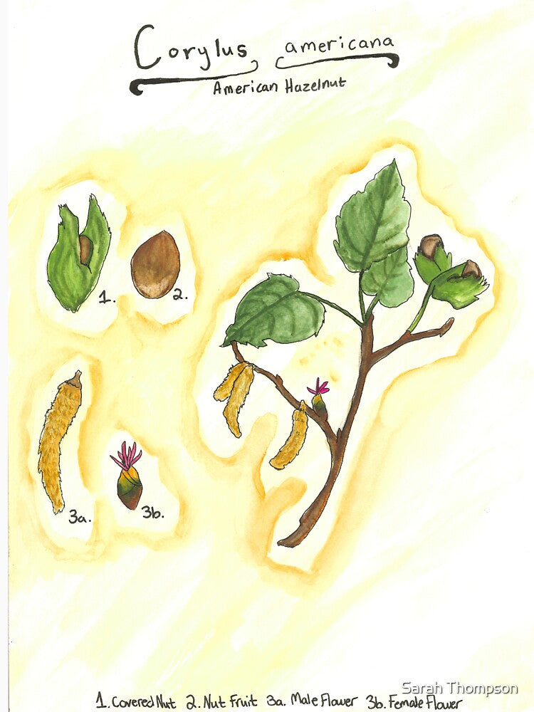 Corylus americana (American hazelnut) by fhandsmcmike T-Shirts, Hoodie, Sweatshirt | BlankRebels.com (Image 3)