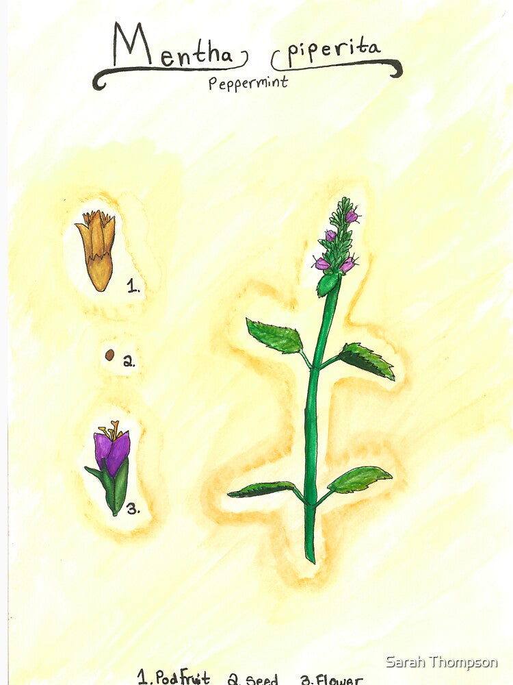 Mentha piperita (Peppermint) by fhandsmcmike T-Shirts, Hoodie, Sweatshirt | BlankRebels.com (Image 3)