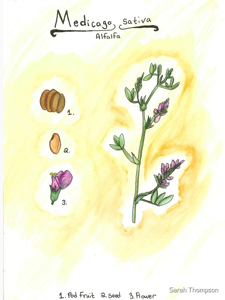 Medicago sativa (Alfalfa) by fhandsmcmike T-Shirts, Hoodie, Sweatshirt | BlankRebels.com (Image 3)