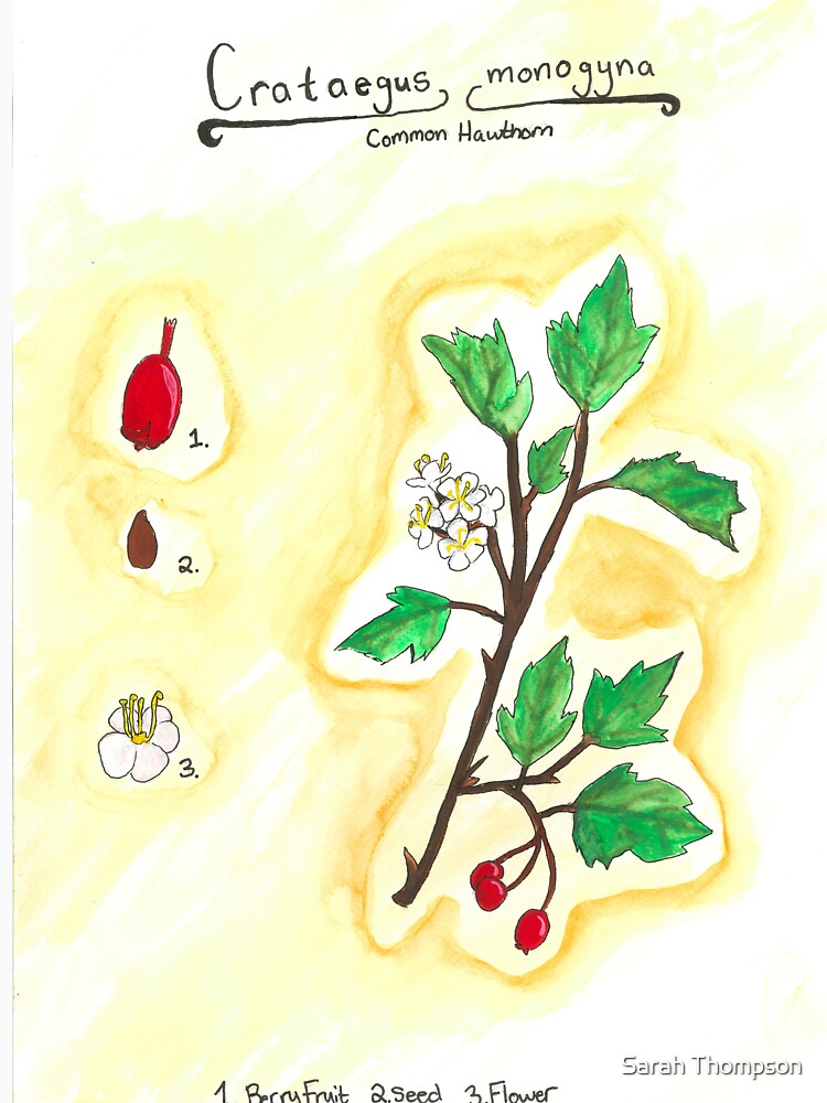 Crataegus monogyna (Common Hawthorn) by fhandsmcmike T-Shirts, Hoodie, Sweatshirt | BlankRebels.com (Image 3)