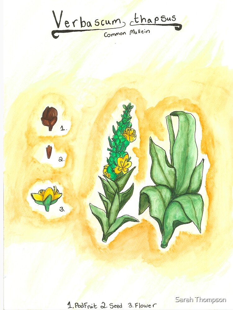 Verbascum Thapsus (Common Mullein) by fhandsmcmike T-Shirts, Hoodie, Sweatshirt | BlankRebels.com (Image 3)
