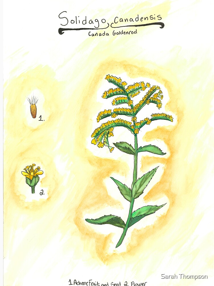 Solidago canadensis (Canada Goldenrod) by fhandsmcmike T-Shirts, Hoodie, Sweatshirt | BlankRebels.com (Image 3)