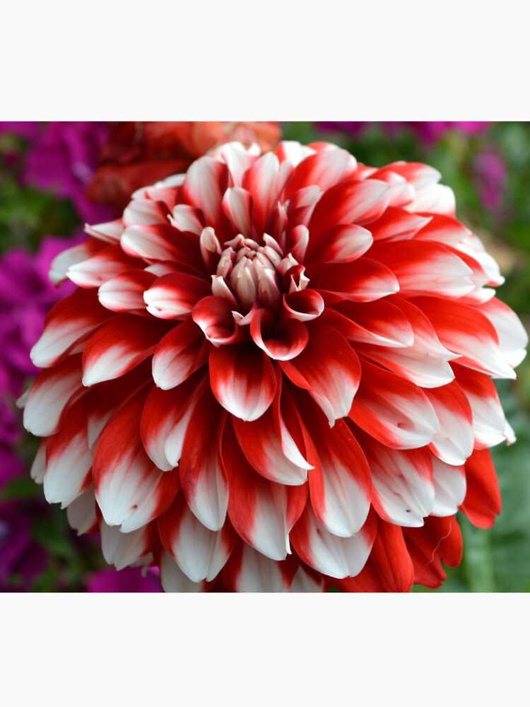 What flower is that by Kerry LeBoutillier T-Shirts, Hoodie, Sweatshirt | BlankRebels.com (Image 2)