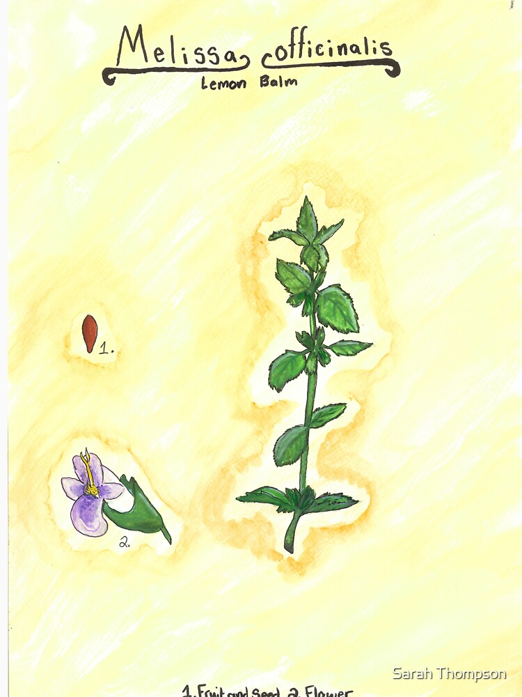 Melissa officinalis (Lemon Balm) by fhandsmcmike T-Shirts, Hoodie, Sweatshirt | BlankRebels.com (Image 3)