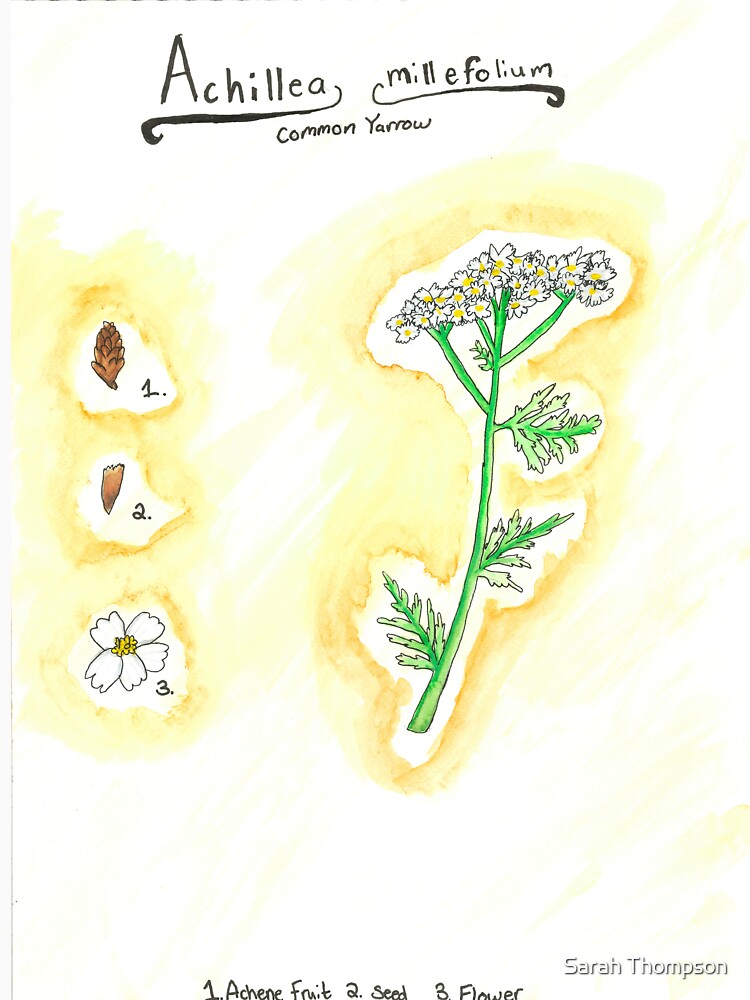 Achillea millefolium (Common Yarrow) by fhandsmcmike T-Shirts, Hoodie, Sweatshirt | BlankRebels.com (Image 3)