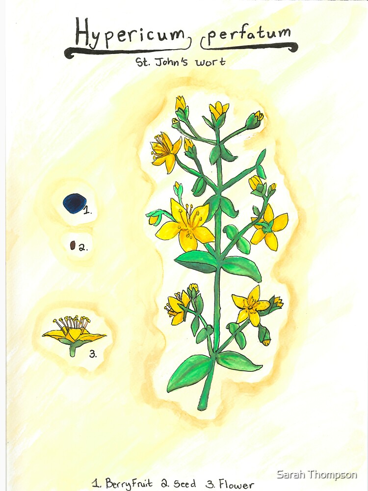 Hypericum perfatum (St. John's Wort) by fhandsmcmike T-Shirts, Hoodie, Sweatshirt | BlankRebels.com (Image 3)