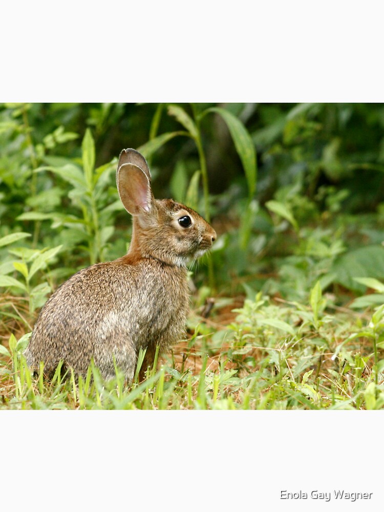 Rabbit by Enola Gay Wagner T-Shirts, Hoodie, Sweatshirt | BlankRebels.com (Image 3)