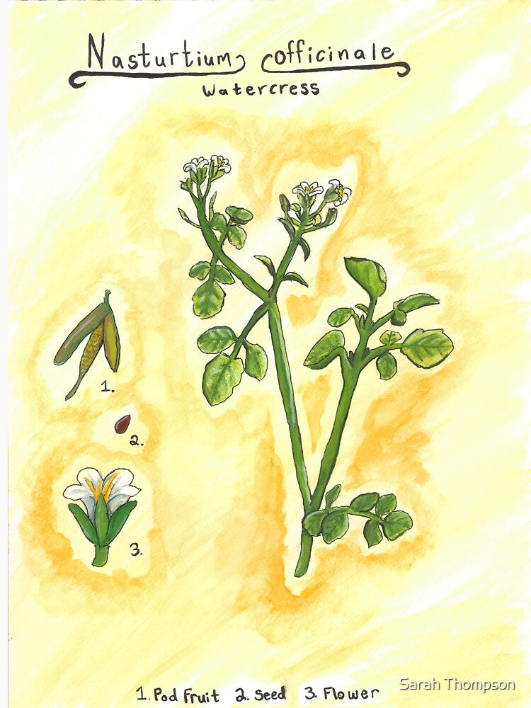Nasturtium officinale (Watercress) by fhandsmcmike T-Shirts, Hoodie, Sweatshirt | BlankRebels.com (Image 3)