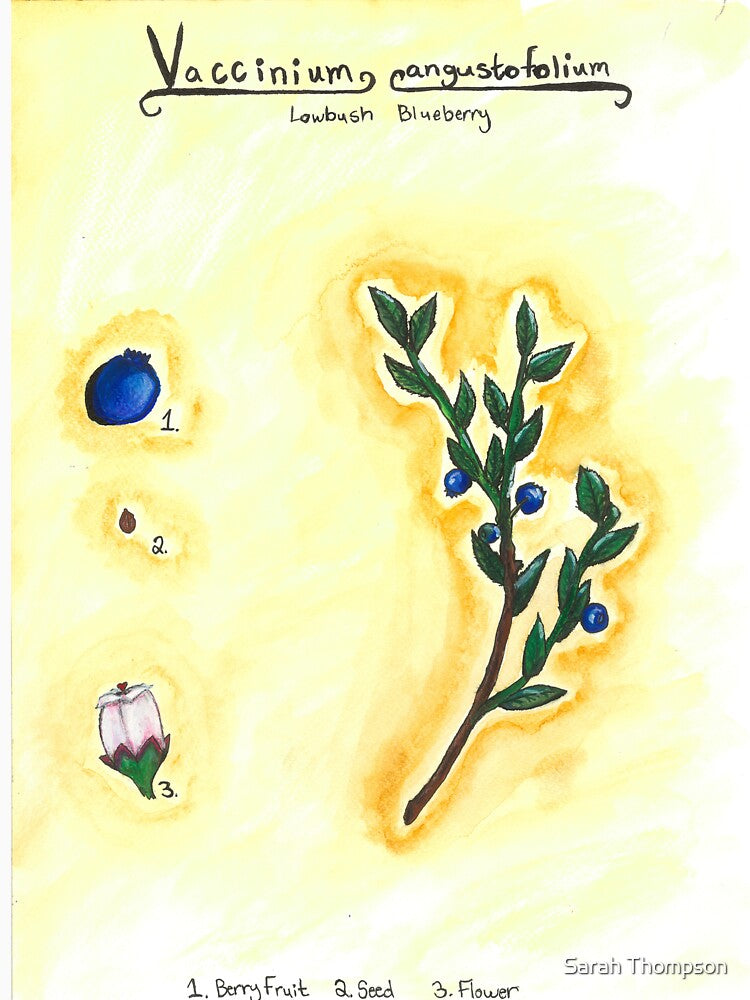 Vaccinium angustofolium (Lowbush Blueberry) by fhandsmcmike T-Shirts, Hoodie, Sweatshirt | BlankRebels.com (Image 3)