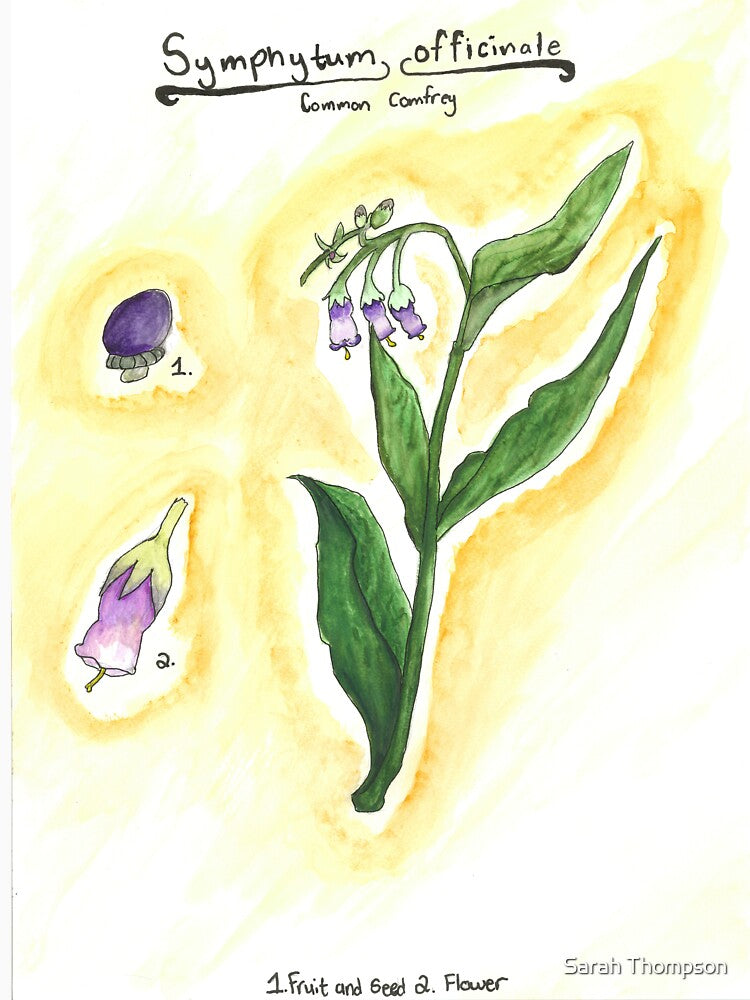 Symphytum officinale (Common Comfrey) by fhandsmcmike T-Shirts, Hoodie, Sweatshirt | BlankRebels.com (Image 3)