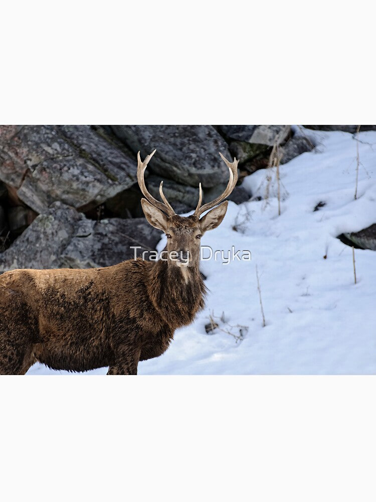 Red deer - Parc Omega, Montebello, PQ by Tracey  Dryka T-Shirts, Hoodie, Sweatshirt | BlankRebels.com (Image 3)