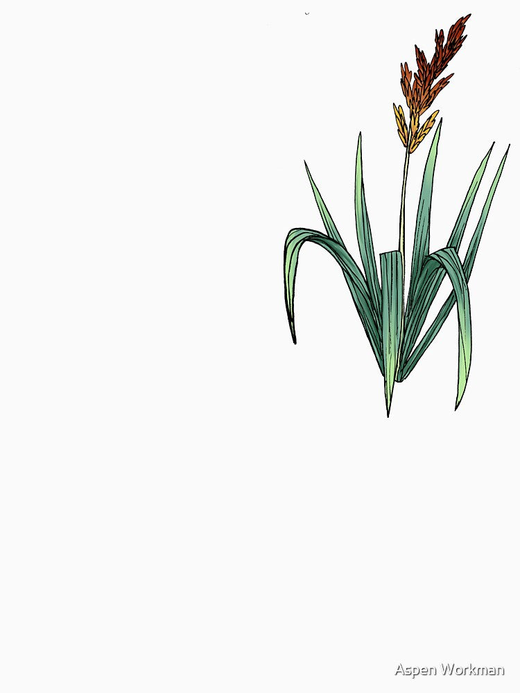 Sorghastrum nutans - Indian grass by Aspen Workman T-Shirts, Hoodie, Sweatshirt | BlankRebels.com (Image 3)