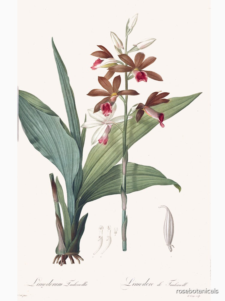Vintage Style Redoute Flower Botanical print by rosebotanicals T-Shirts, Hoodie, Sweatshirt | BlankRebels.com (Image 2)