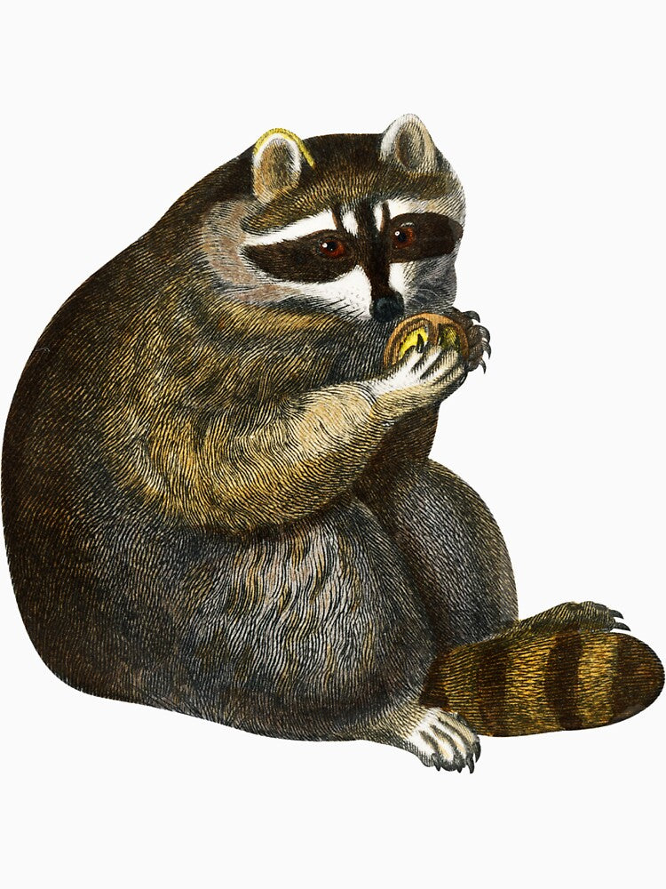 Raccoon with a treat by SowCow T-Shirts, Hoodie, Sweatshirt | BlankRebels.com (Image 3)