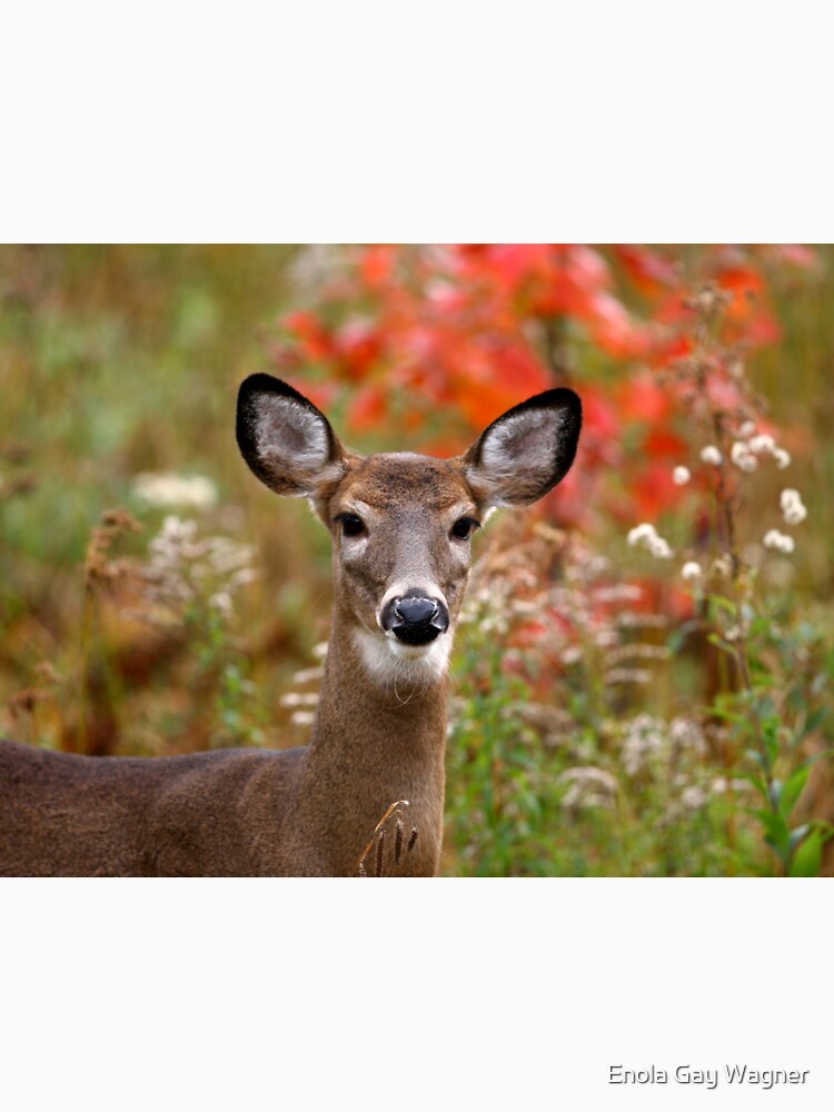 Maine White-tailed deer by Enola Gay Wagner T-Shirts, Hoodie, Sweatshirt | BlankRebels.com (Image 3)