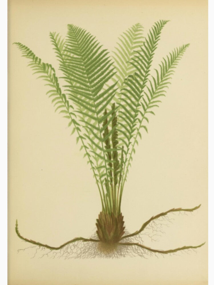 Ostrich Fern by BlueSpecsStudio T-Shirts, Hoodie, Sweatshirt | BlankRebels.com (Image 3)