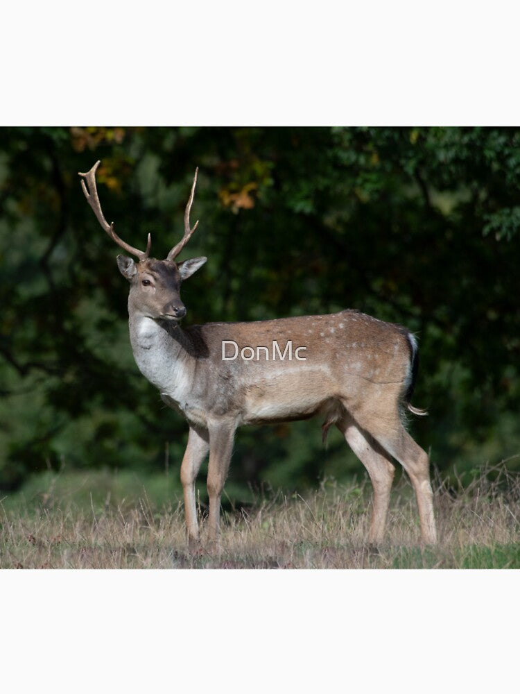 Fallow Deer Buck by DonMc T-Shirts, Hoodie, Sweatshirt | BlankRebels.com (Image 2)