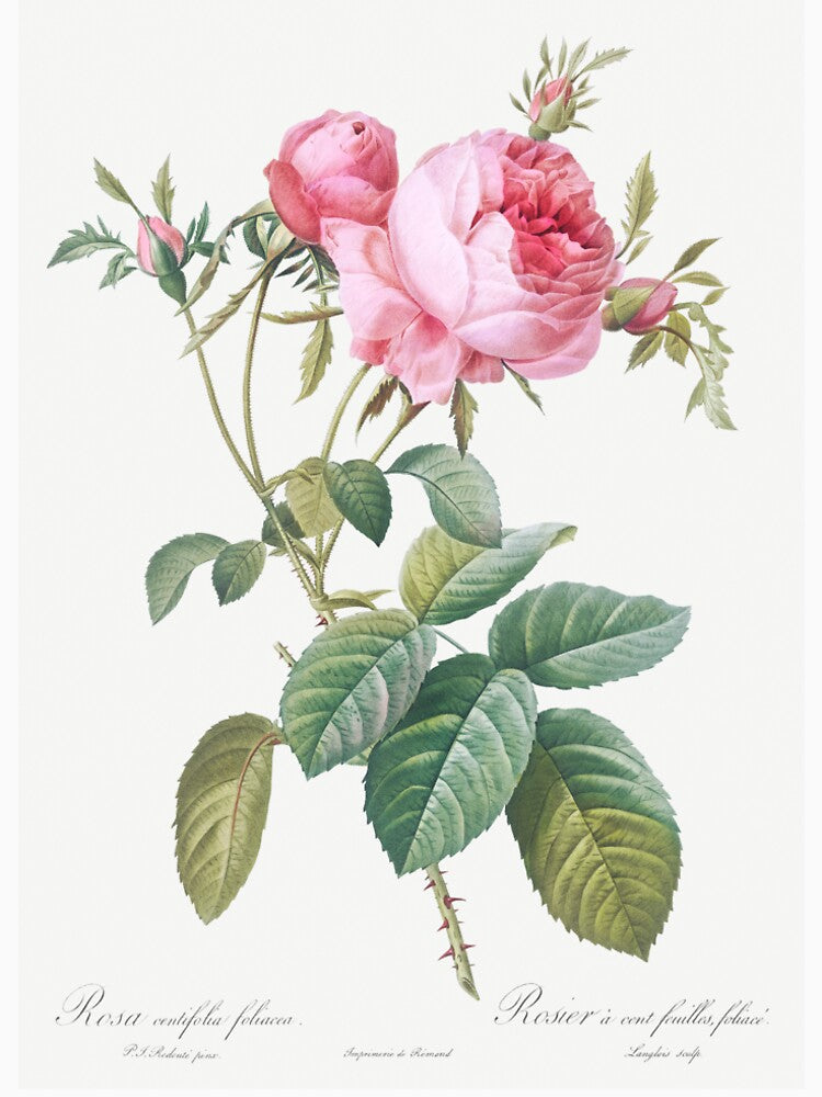 Rose de Mai - Cabbage Rose Illustration by FloraObscura T-Shirts, Hoodie, Sweatshirt | BlankRebels.com (Image 2)