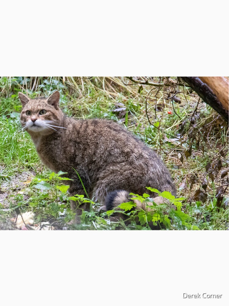 Scottish wildcat by Derek Corner T-Shirts, Hoodie, Sweatshirt | BlankRebels.com (Image 2)